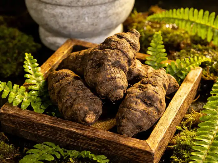 What is Polygonum Multiflorum Extract?